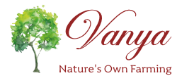 Canvas Logo